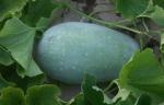 Frozen Winter Melon(White Gourd), leaf-shaped, flower-shaped etc. for food