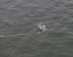 Dolphin ROV,VVL-S170-3T, underwater inspection,underwater sample collection