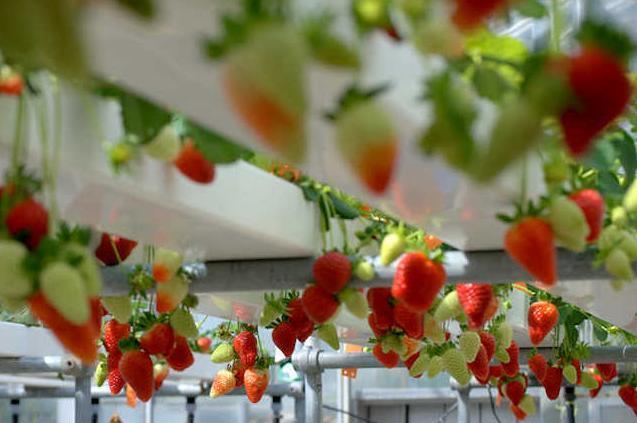 Vertical Farming Container Greenhouse with Substrate Culture System