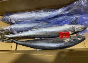 Quality 700g Fresh Frozen Mackerel wholesale