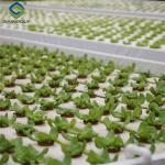 ISO Certification Commercial Hydroponic Greenhouse For Agriculture Anti