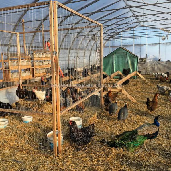 Customized Size Film Covered Poultry Farm Greenhouse Length 30-100m with Film