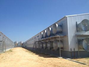 Quality Automatic Steel Structure Poultry Farm Shed Design Modern Chicken House wholesale