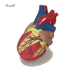 Quality Human Heart Anatomical Model Medical Science Teaching Model wholesale