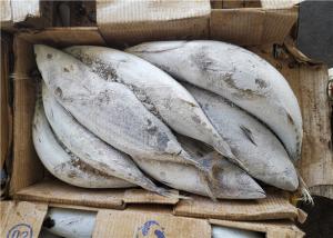 Quality Katsuwonus Pelamis Bulk 2.0kg 2.2kg Frozen Skipjack Tuna wholesale