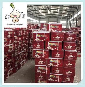 Quality new crop garlic High Grade Garlic Price 2016 New crop Fresh White Garlic wholesale