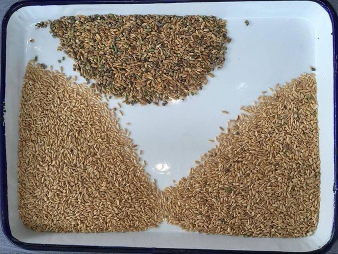 Rustproof Aluminum Alloy CCD Wheat Color Sorter Machine