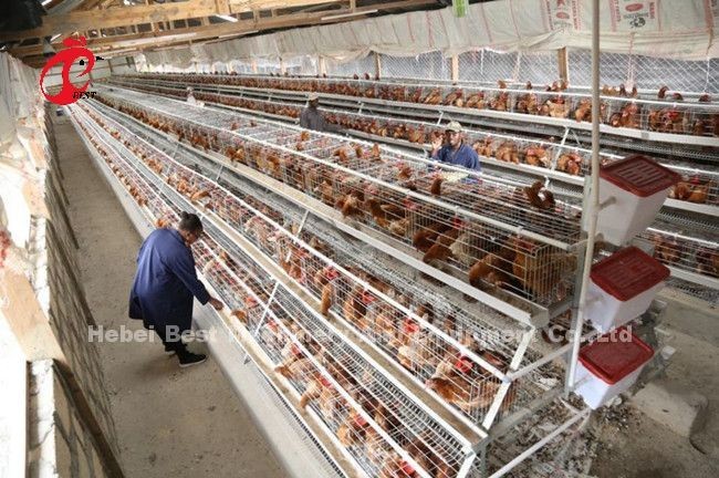 Electro Galvanized Layer Farming Cage System Poultry Farming Cage System With Automatic Nipples Emily Wang