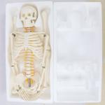 5' 6" Life Size Human Skeleton Anatomy Model For Medical Skeleton Education