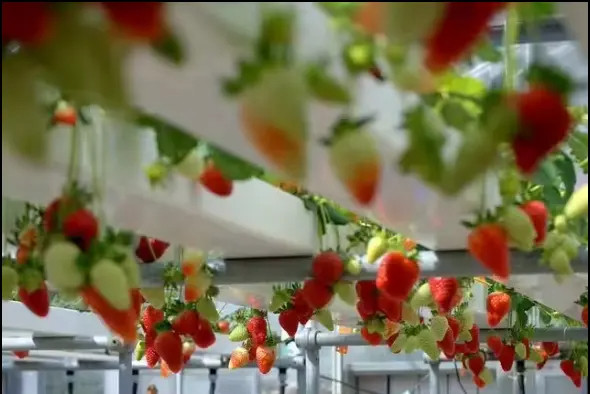 Commercial Soilless Culture Hydroponics NFT PVC Pipe Tube System For Lettuce
