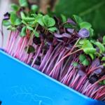 USA Market 3-Row Microgreens Harvester Machine Suitable for Rice and Alfalfa