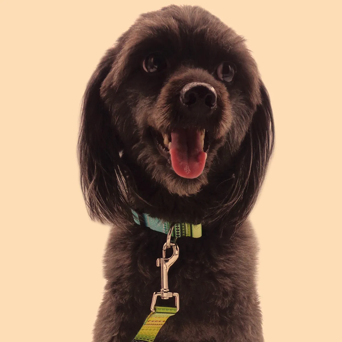 Dog Collar Multipattern Colorful Fashionable Folk Style Adjustable