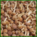 Frozen Pholiota Nameko Mushroon Whole
