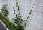 High Tech Wire Rope Plant Trellis , AISI316 2.0mm Ferruled Stainless Steel