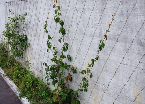 High Tech Wire Rope Plant Trellis , AISI316 2.0mm Ferruled Stainless Steel