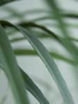 180cm Tall Artificial Landscape Trees Showroom Dracaena Potted Plants