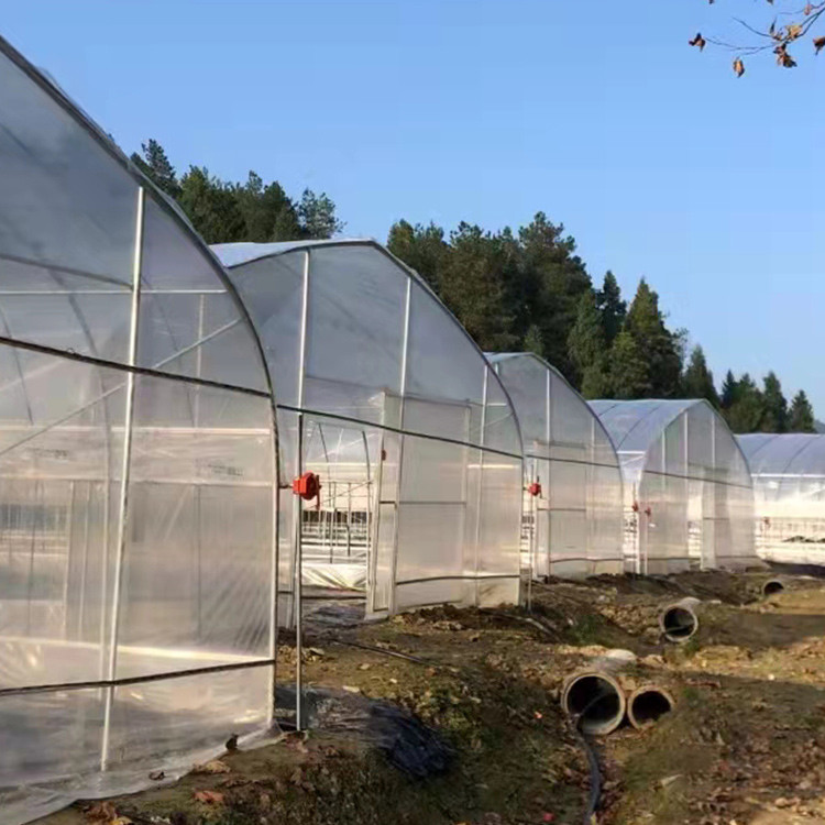 Agricultural Plastic Film Covering Shed Single Span 8m Width Polyethylene Film Greenhouse