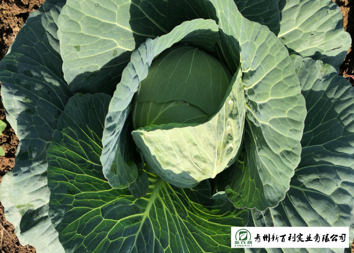 Clean Flat Head Cabbage Low Calories Contains Small Micronutrient No Stain