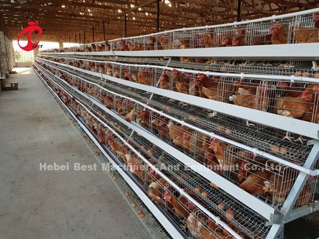 Fully Automatic 4 Tier Battery Cage System 160 Capacity For Chicken Poultry Farm Doris