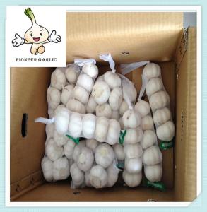 Quality new crop sell fresh garlic Perfect Quality Chinese Fresh Natrual Garlic 5.5CM wholesale