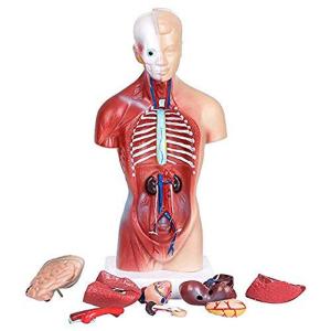 Quality 42cm 4D Human Anatomy Model For Medical Teaching wholesale