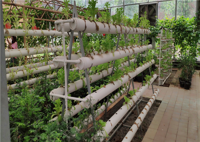 3 - 5m Gutter Height Hydroponic Greenhouse Great Heat Retaining Property