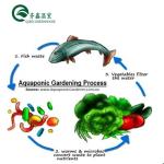 Vegetable Fruits Flowers Aquaponics System Multi-Span Agricultural Greenhouses