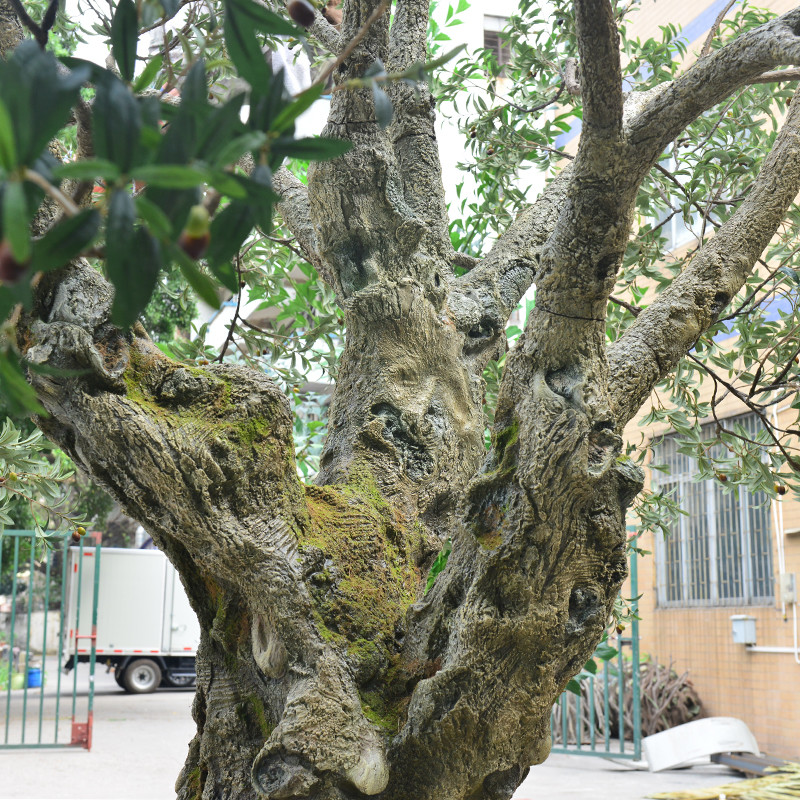 Factory Priced Large Artificial Olive Tree Huge Ornamental Fiberglass Tree for Indoor Restaurants and Shopping Malls Decor