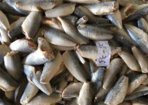 Quality Fresh Bulk Pacific 25g 35g HGT Horse Frozen Whole Mackerel wholesale
