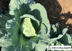 Quality Healthy Chinese Flat Cabbage , Early Round Dutch Cabbage Natural Green wholesale