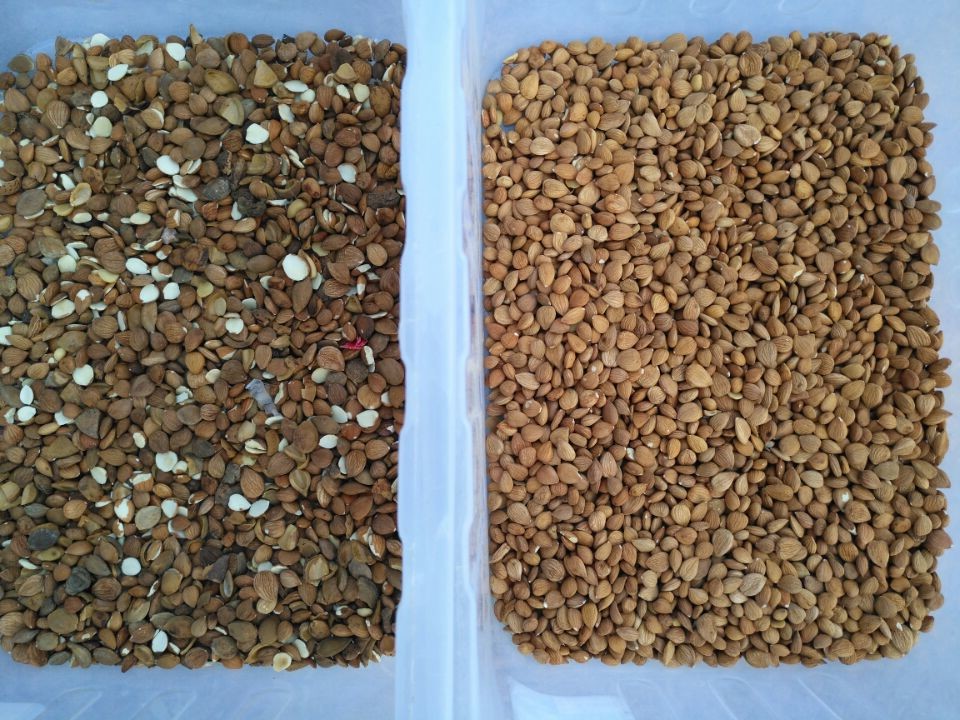 Wenyao Macadamia Color Sorter Nuts Color Selector Machine Cashew Nuts Sorting Machine