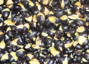Green Kernel Organic Roasted Black Beans Original Flavor Crispy Texture
