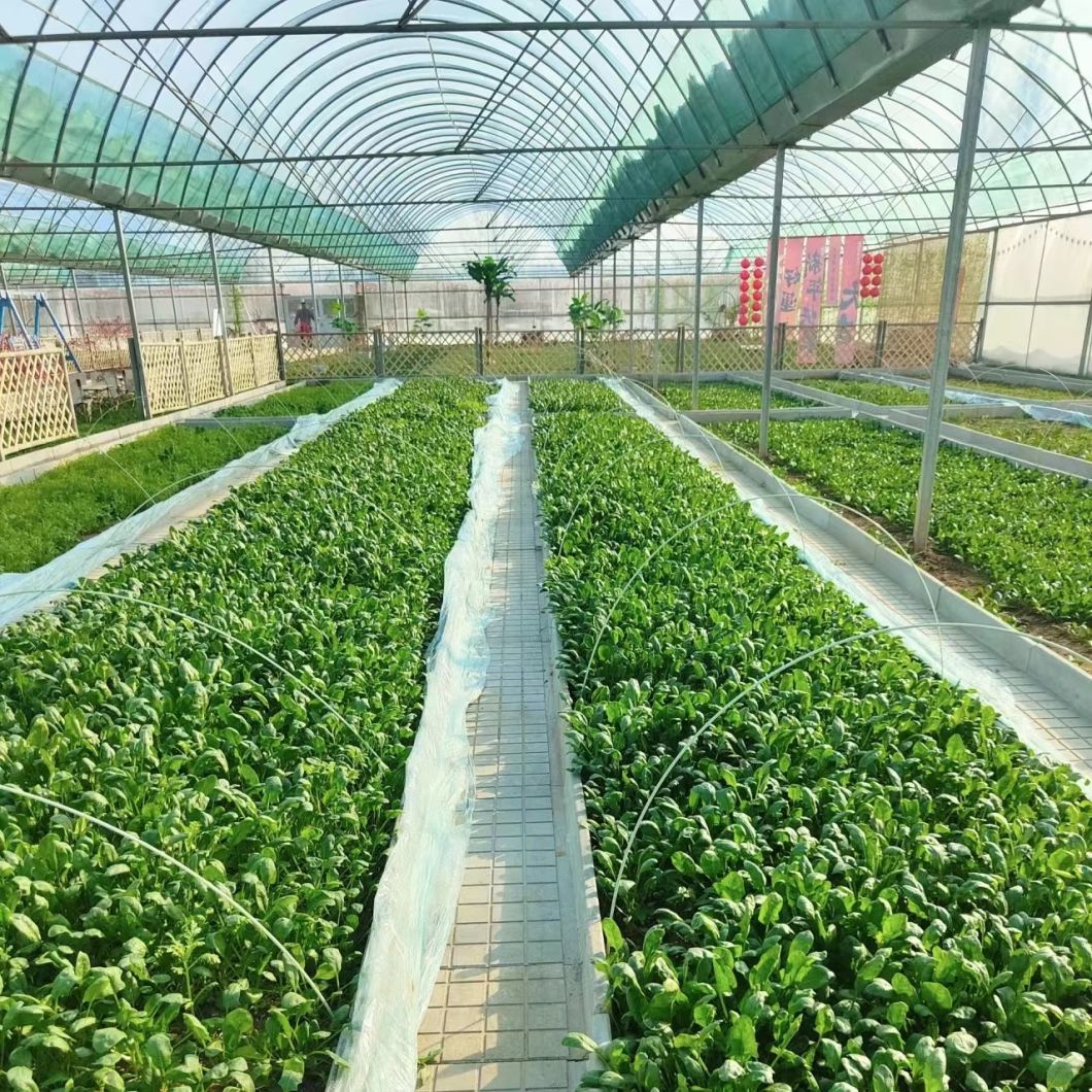 Advanced Irrigation Multi-Span Greenhouse