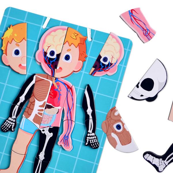 Magnetic Jigsaw Puzzle Preschool Learning Toys , Human Body Bones And Muscles