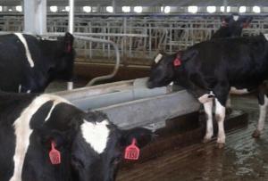 Quality Farm Drinking Feeding 8m Stainless Steel Cattle Trough wholesale