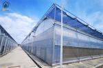 Hydroponic Tomato Lettuce Agricultural Multi Span Plastic Greenhouse