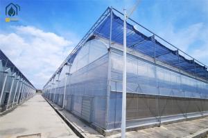 Quality Hydroponic Tomato Lettuce Agricultural Multi Span Plastic Greenhouse wholesale