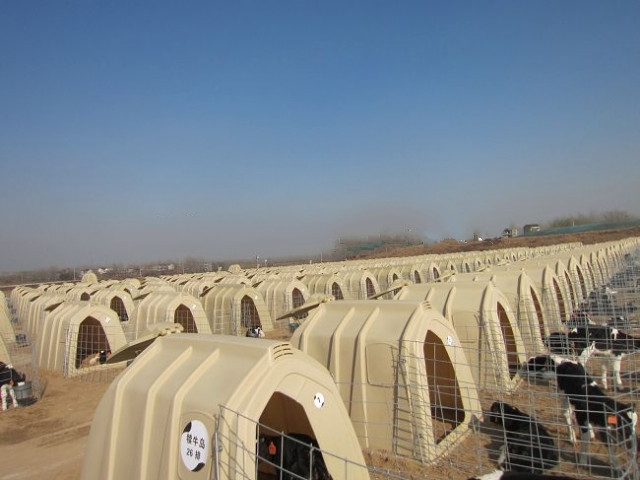 Cattle Farming Calfhutch Pure PE Calf Housing Cage Anti Corrosion