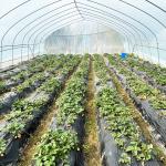Hot Sale Poly Tunnel Strawberry Greenhouse Agricultural Single-span Greenhouse