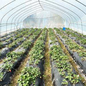 Quality Hot Sale Poly Tunnel Strawberry Greenhouse Agricultural Single-span Greenhouse For Strawberry Growing wholesale