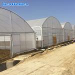 Agricultural Commercial Industrial Plastic Multi Span Greenhouse For Tomato