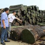 Straight 0.5mm Africa Natural Bubinga Wood Veneer For Furniture / Musical