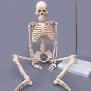 Quality Human simulation PVC skeleton model 180cm on medical anatomy model wholesale