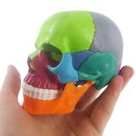 Medical Anatomy Colored Plastic Mini Human Skull Puzzle Model 15 Parts For Kids