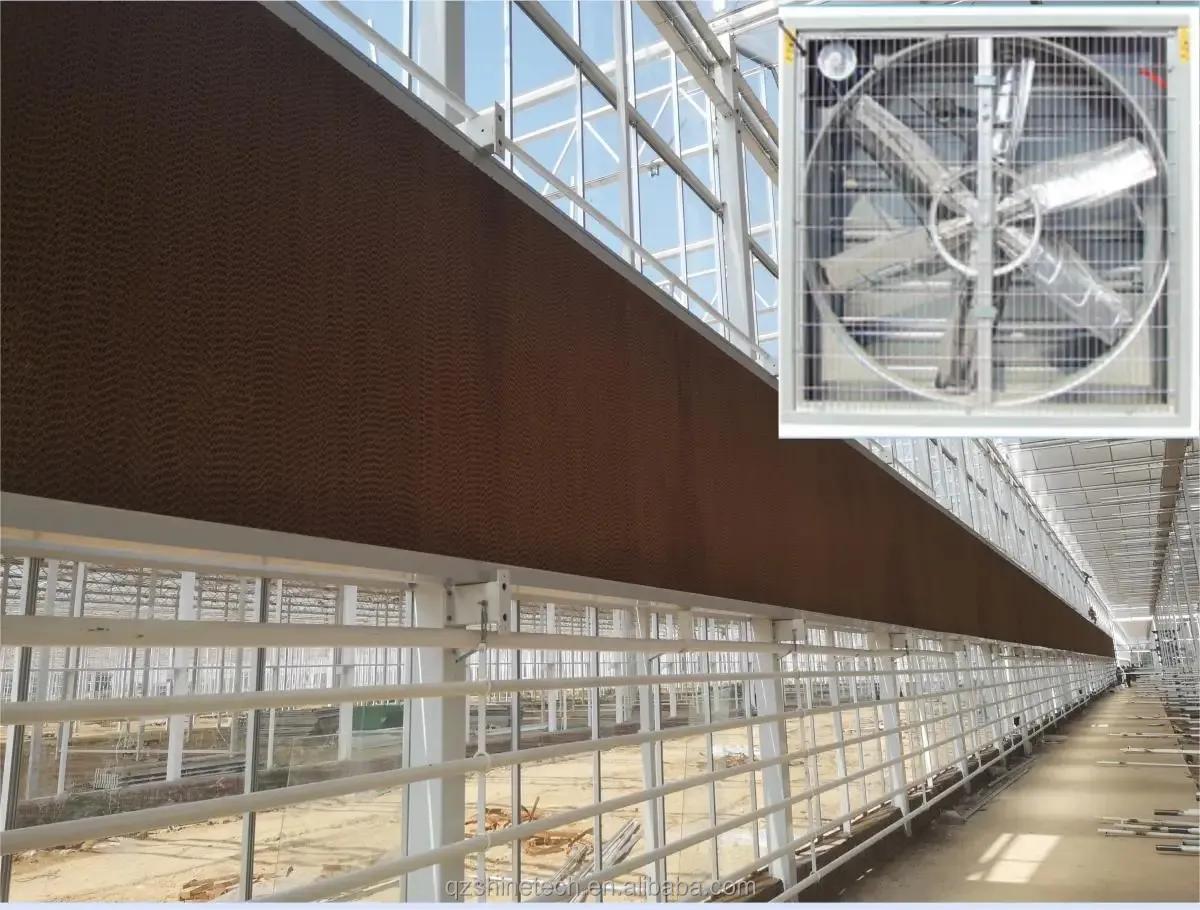 8m Span Width Multi Span Agricultural Commercial Tomato Greenhouse with Cooling System