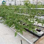 Tomato Plant Greenhouse Film Greenhouse With Hydroponic Culture Soilless