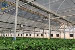 Multi Span Plastic Film Greenhouse Vegetables Fruits Flowers Hydroponic System