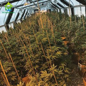 Quality Hemp Cultivation Light Deprivation Greenhouse wholesale