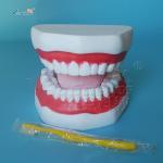 Plastic Dental Model Of Tooth Anatomical Model With 32 Tooth Dental Teaching