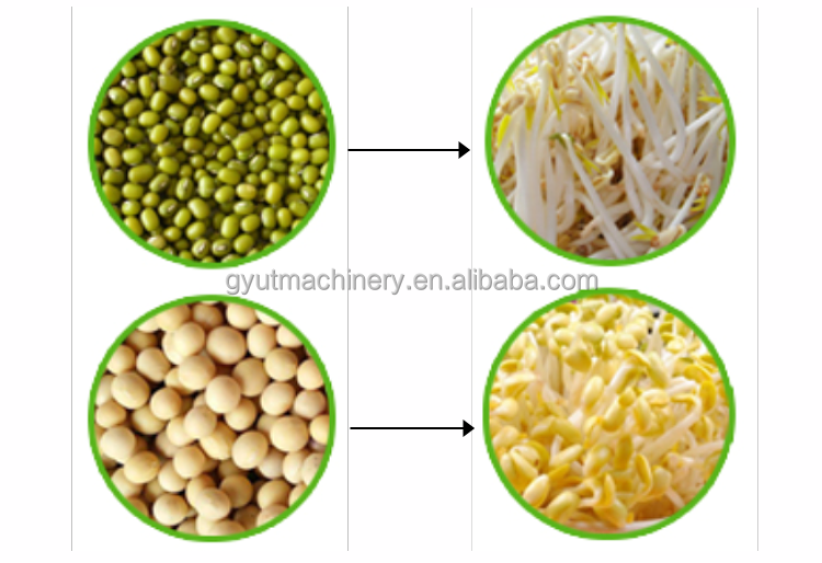Barley Sprout Machine Room for Hydroponic Fodder System 4600 * 1400 * 1700mm 2024